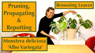 How to Prune Propagate amp Plant a Browning Monstera deliciosa Albo Variegata Swiss Cheese Plant [upl. by Allenad]