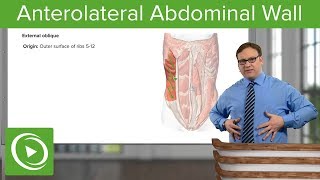 Anterolateral Abdominal Wall – Anatomy  Lecturio [upl. by Nyrek]