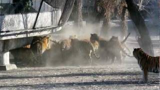 Siberian Tigers Being Fed Live Goat [upl. by Notneiuq]