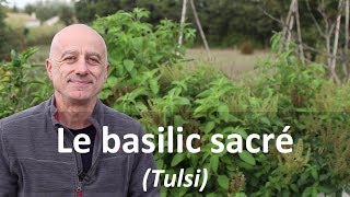 Basilic sacré tulsi [upl. by Weiss]