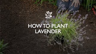 How to Plant a Lavender  Monrovia Garden [upl. by Verda]