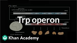 Tryptophan operon attenuation [upl. by Roye]