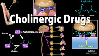 Cholinergic Drugs  Pharmacology Animation [upl. by Olifoet]