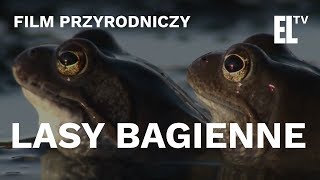 Lasy bagienne  czyta Krystyna Czubówna [upl. by Sanoy]