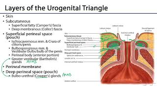 Urogenital Triangle  M1 Perineum [upl. by Lyons]