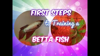 How to Start Training Your Betta Fish [upl. by Haidej]