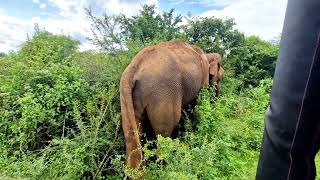 Udawalawe National Park [upl. by Verney]