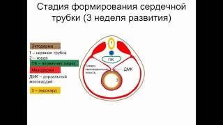 Строение и развитие сердца [upl. by Otilegna]