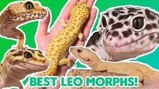 Top Five BEST Leopard Gecko Morphs In My Opinion [upl. by Crescen800]