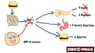 How does sitagliptin work DPP4 inhibitors and GLP1 mimetics [upl. by Gnanmas254]