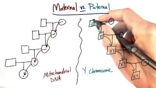 Maternal vs Paternal Lines  Tales from the Genome [upl. by Mikes658]