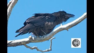 Différence du cri de la Corneille et du CorbeauCall of American Crow and Common Raven [upl. by Nnylatsyrk]