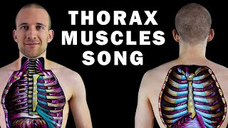 THE THORAX MUSCLE SONG [upl. by Onin]