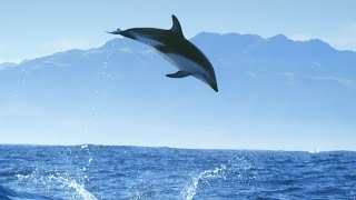 Incredible Dolphin Moments  BBC Earth [upl. by Sielen]