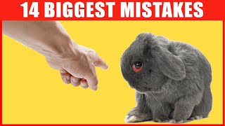 14 Common Mistakes Rabbit Owners Make [upl. by Doretta388]