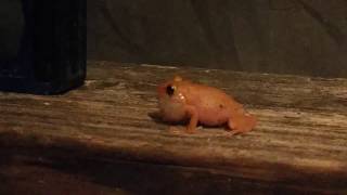 Big island Hawaii Coqui Frogs  Hawaiis Cute Menance [upl. by Nuarb825]