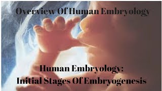 Human Embryology Initial Stages Of Embryogenesis [upl. by Nikolas23]