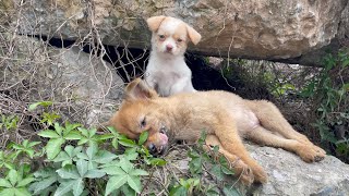 The cry for help of two dogs abandoned by their cruel owner on the side of the road and I saved them [upl. by Aranat]