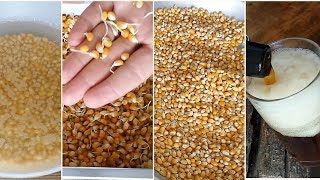 How to Malt CORN at Home [upl. by Anifares889]