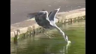 GOSLINGS ATTACKED by HERON CROW and SEA GULL [upl. by Mutz]