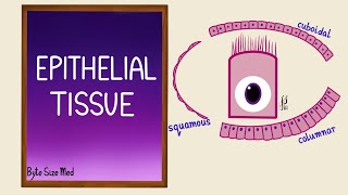 Epithelial Tissue  Epithelial cells  Classification  Histology [upl. by Deerdre]