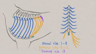 VNatomy  Ribs and intercostal muscles [upl. by Auric978]