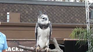 Harpy Eagle San Diego Zoo [upl. by Thorsten535]