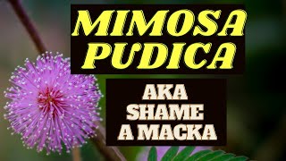 22 Health Benefits of Mimosa Pudica aka Shame mi Lady  Earths Medicine [upl. by Brockie]