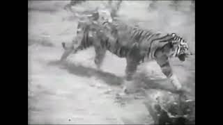 Sumatran Tiger vs African Lion Fight  New Footage  It was the lion who actually ran in the end [upl. by Yelhak]