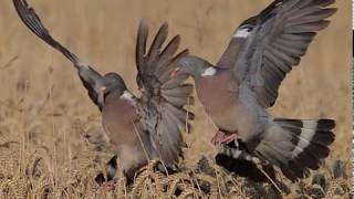 TROMPES DE CHASSE  3  LA SAINT  HUBERT [upl. by Roos]