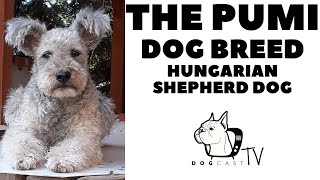 The PUMI dog breed  The agile Hungarian Herding dog DogCastTV [upl. by Gawen681]