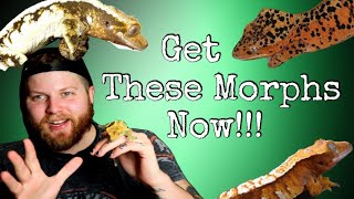 Top 5 Best Crested Gecko Morphs For Breeding [upl. by Einama]