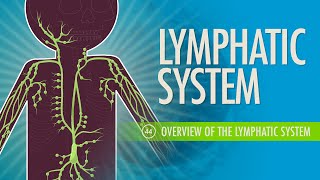 Lymphatic System Crash Course Anatomy amp Physiology 44 [upl. by Yren886]