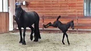 5 days old Friesian horse filly Mathilde for the first time at the inside arena so cute [upl. by Adnuhs638]