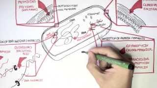 Microbiology  Antibiotics Mechanisms of Action [upl. by Sletten]