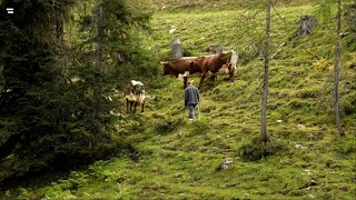 Almen in Österreich Vom Leben mit der Natur [upl. by Ahsinirt129]