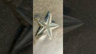 Coxs Bazar Beach Star Fish 🐟 [upl. by Ker]