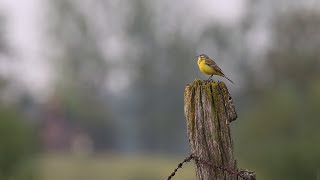 Pola tętniące życiemCZYTA KRYSTYNA CZUBÓWNA [upl. by Warga]