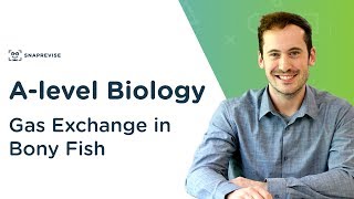 Gas Exchange in Bony Fish  Alevel Biology  OCR AQA Edexcel [upl. by Nyllaf]