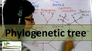 Phylogenetic tree [upl. by Harbird829]