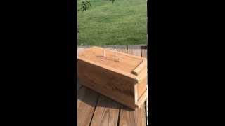 DIY squirrel or rabbit live trap [upl. by Aitan]