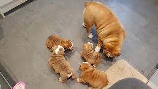 English bulldog meeting puppies after vets appointment [upl. by Xonel138]