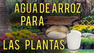 Agua de Arroz Para las Plantas  te SORPRENDERÁS de los Resultados 🥀 [upl. by Allis]