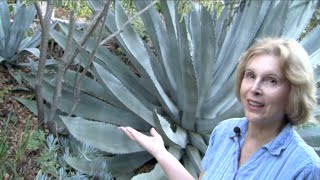 What You MUST Know About Century Plants Agave americana [upl. by Danell]