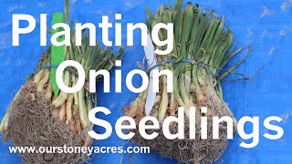 Gardening Tips Starting Onions from Seedlings Ep 3 [upl. by Akenot]