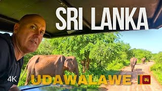 UDAWALAWE NATIONAL PARK Safari  Sri Lanka 4K [upl. by Hnaht684]