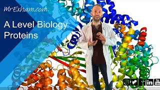 Proteins  A Level Biology [upl. by Dellora]