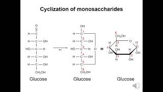 Carbohydrates 2  Cyclization of monosaccharides [upl. by Howell]