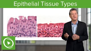 Epithelial Tissue Sections amp Functions – Histology  Lecturio [upl. by Hines]