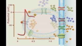 Sliding Filament Theory  Muscle Contraction [upl. by Beverley]